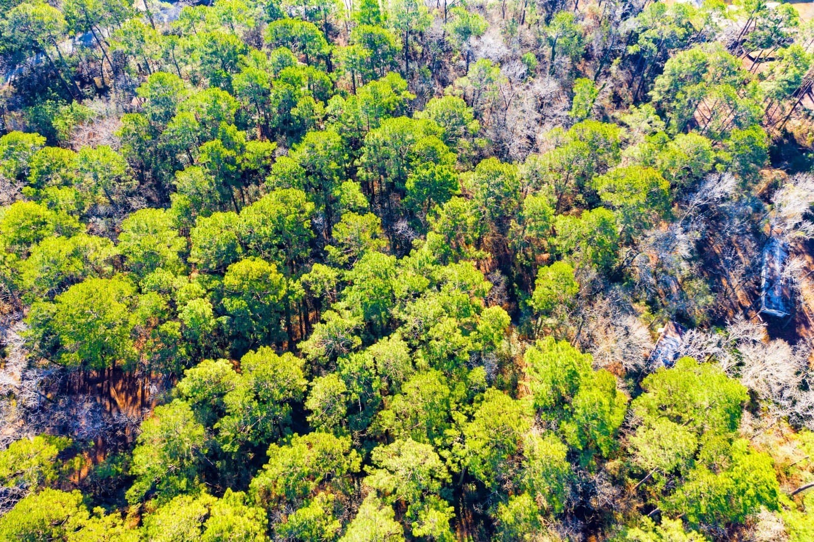 0.33 acres in Trinity County - photo 12