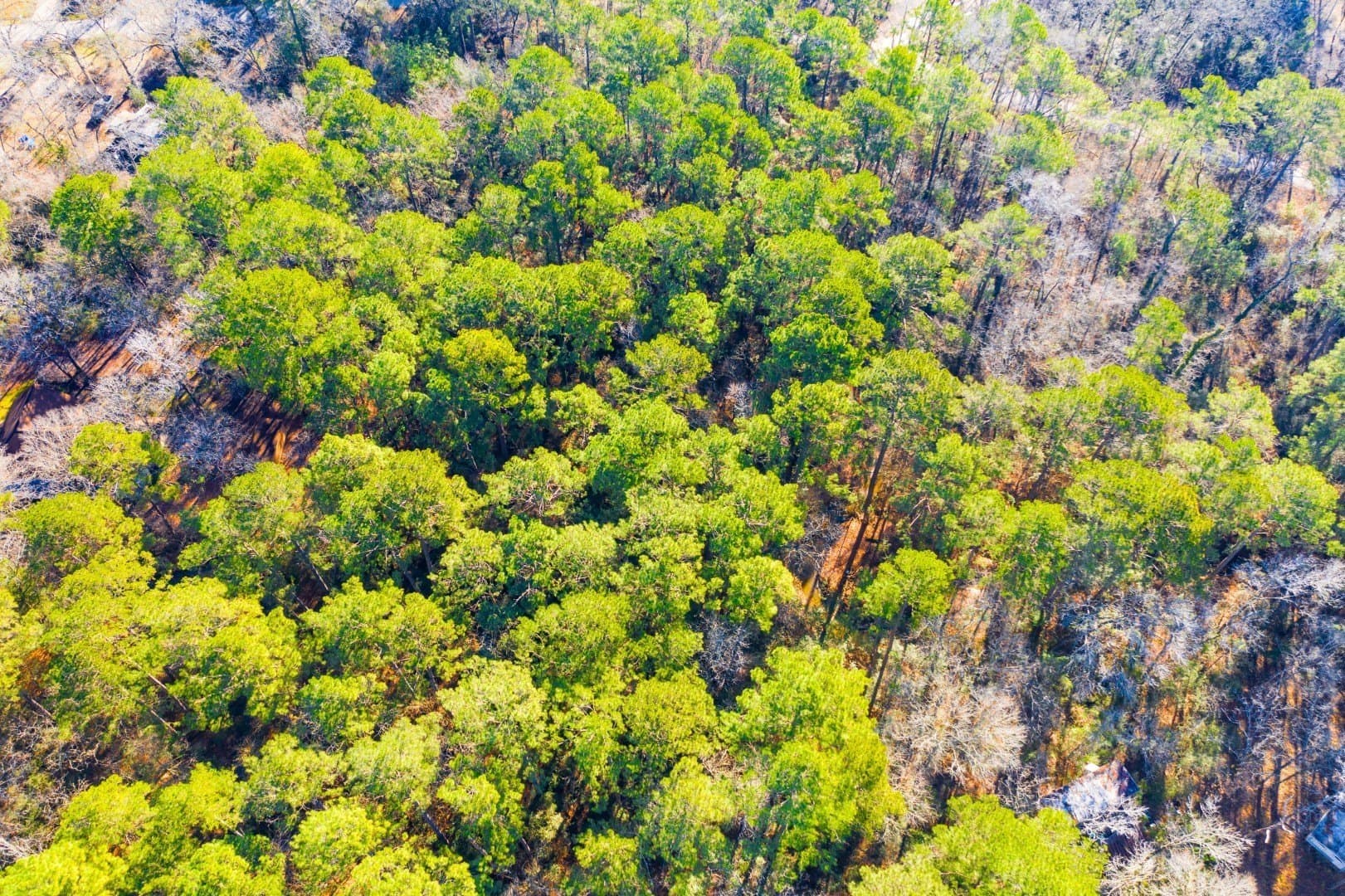 0.33 acres in Trinity County - photo 13