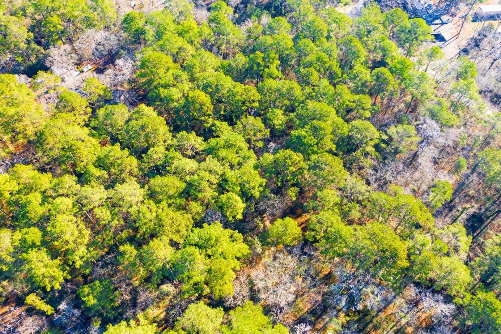 0.33 acres in Trinity County - photo 14