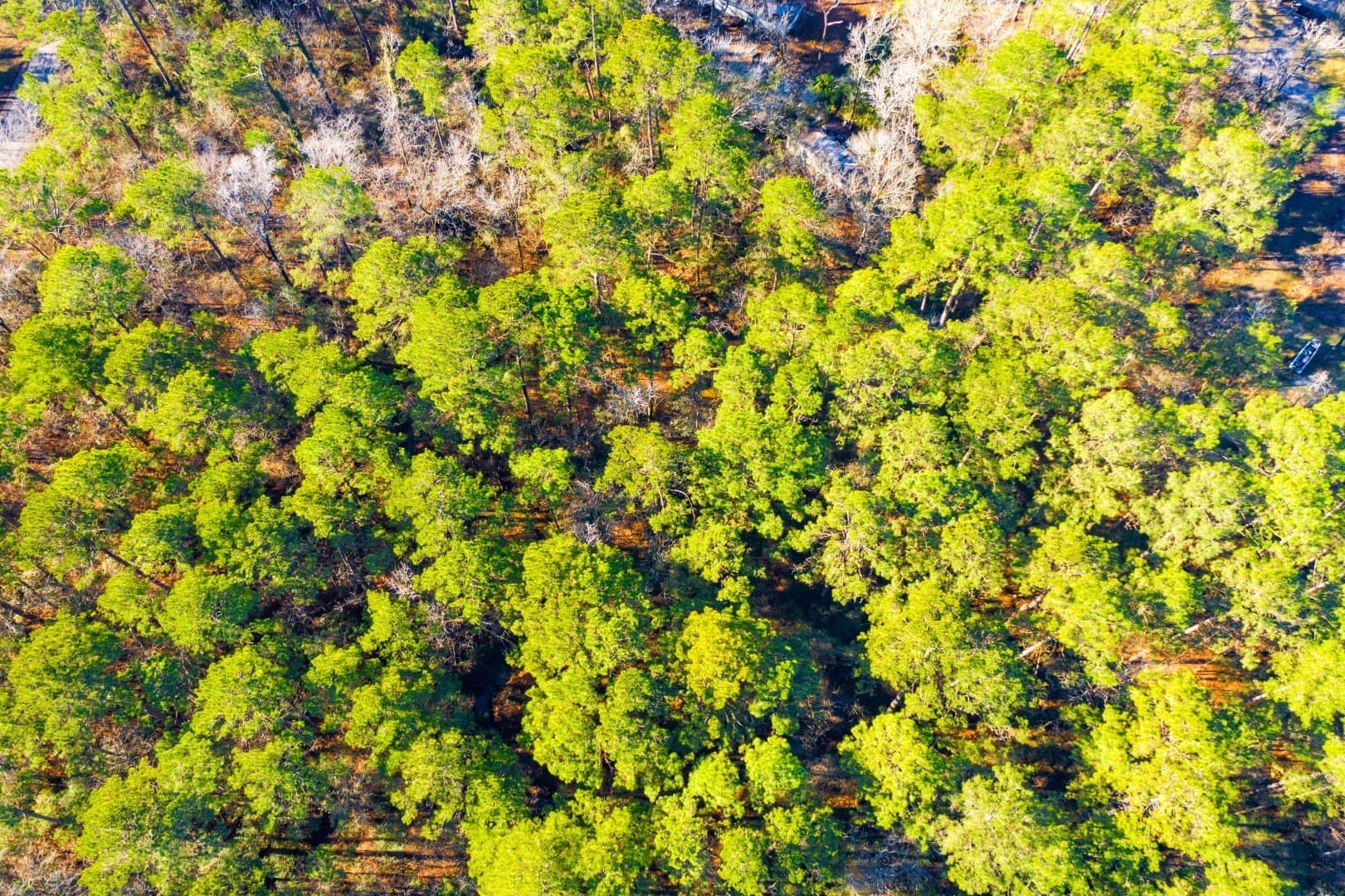 0.33 acres in Trinity County - photo 10