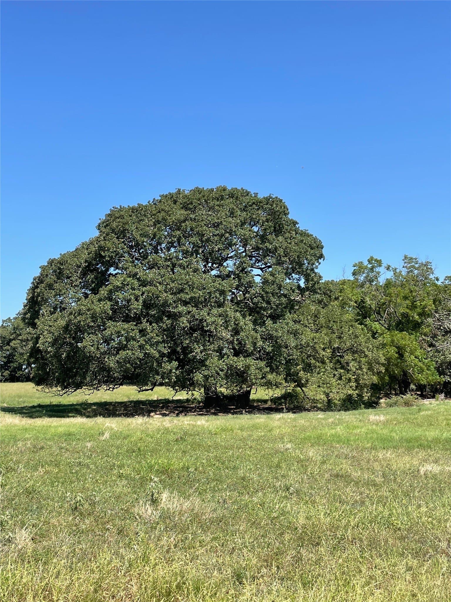 40 acres in Fannin County gallery image 2
