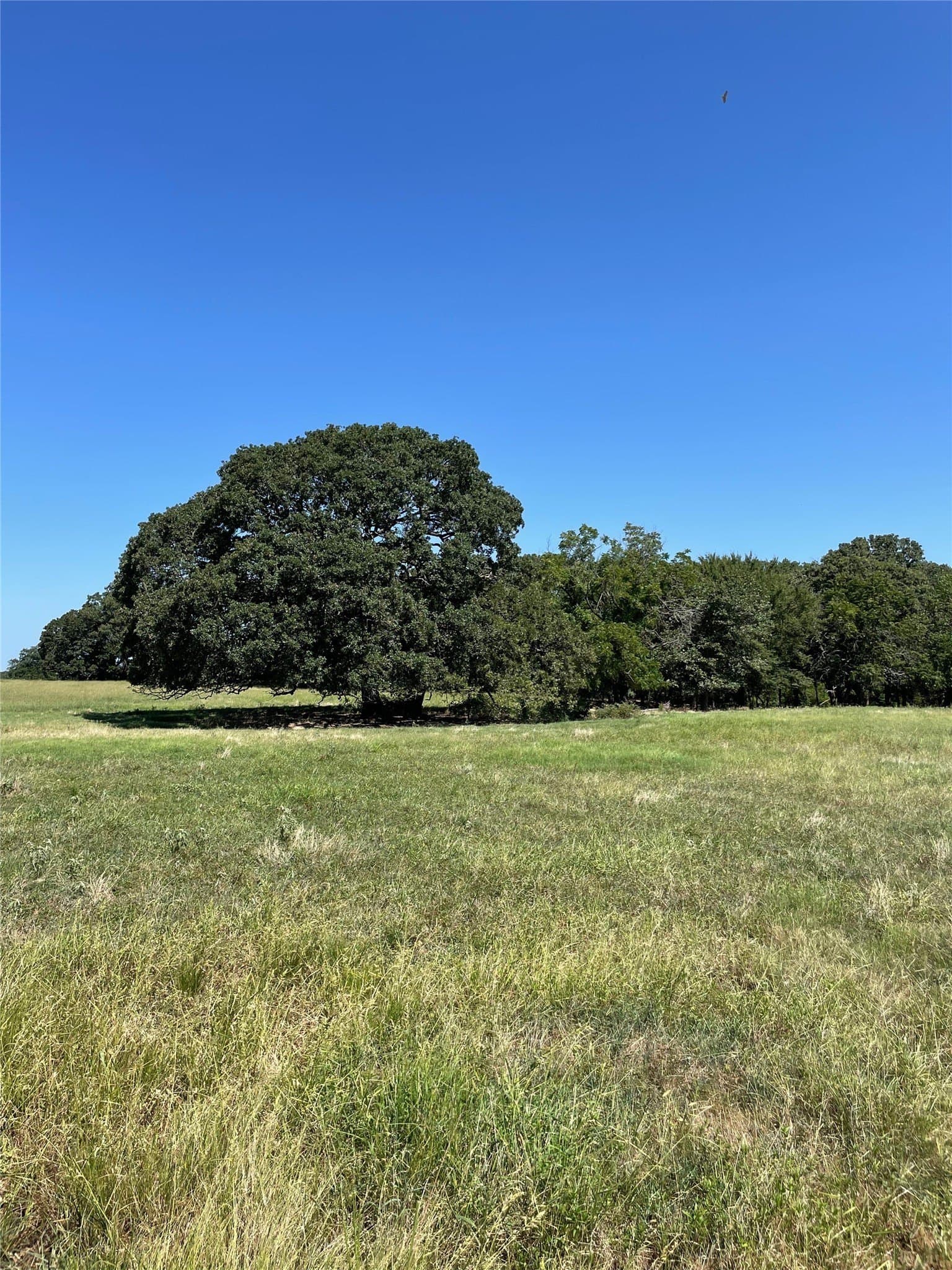 40 acres in Fannin County featured view