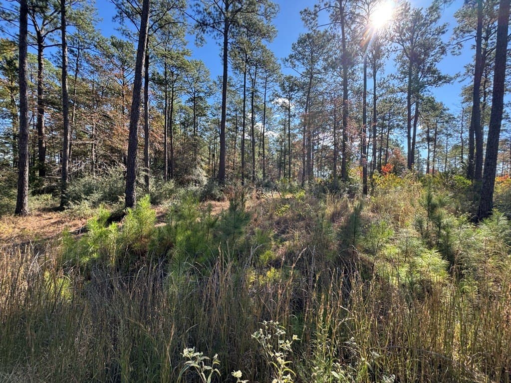 1.14 acres in Texas County featured view