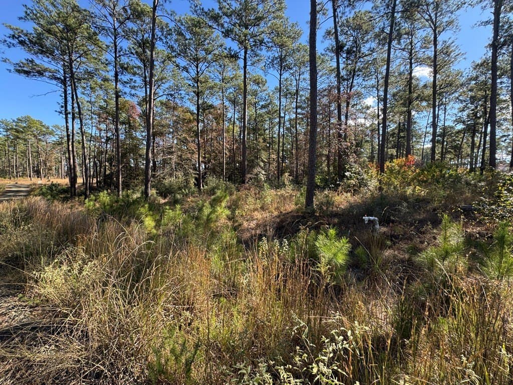 1.14 acres in Texas County gallery image 4