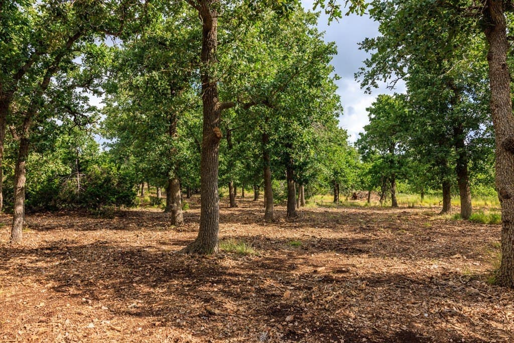 10.09 acres in Gillespie County gallery image 4
