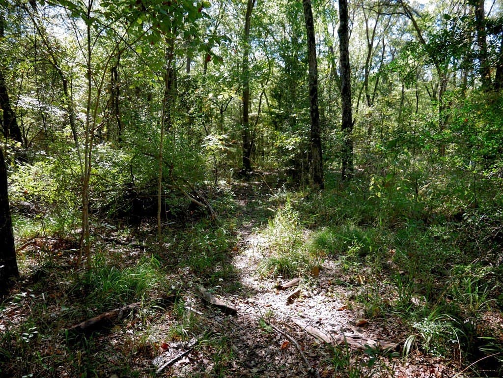 25.52 acres in Henderson County gallery image 4