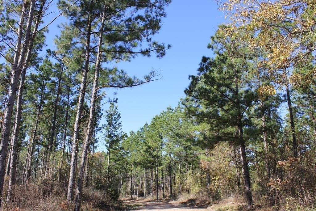 88 acres in Texas County - photo 20