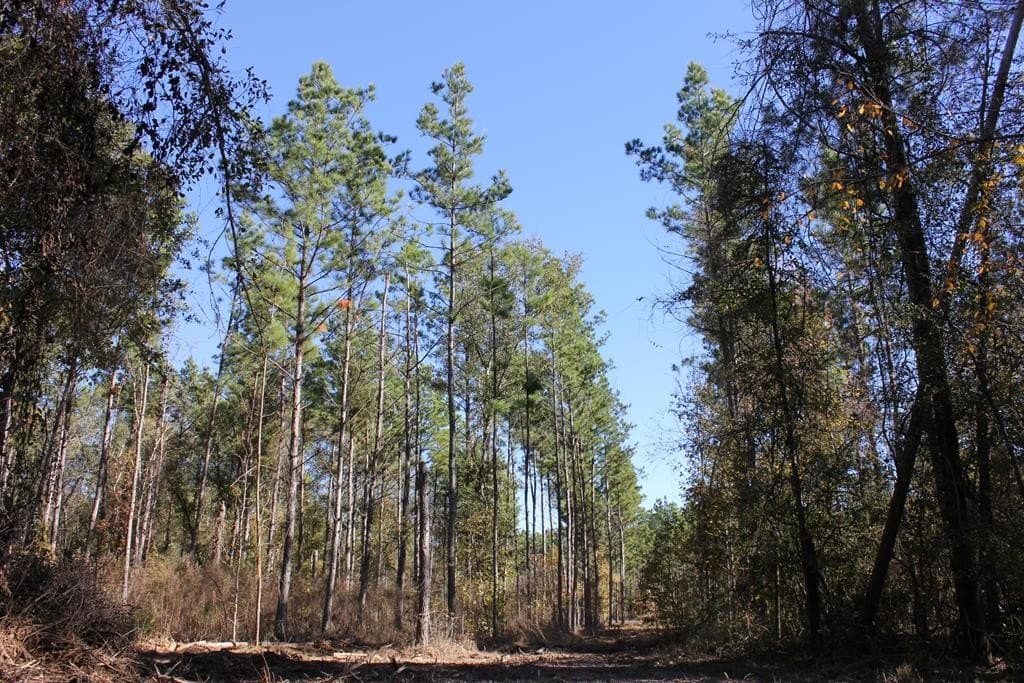 88 acres in Texas County - photo 11