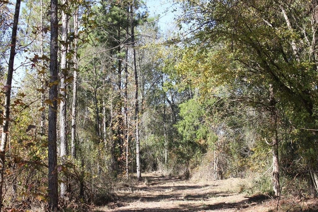 88 acres in Texas County - photo 13