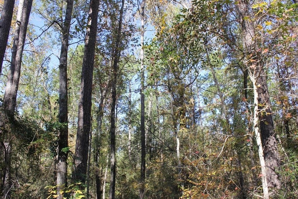 88 acres in Texas County - photo 7