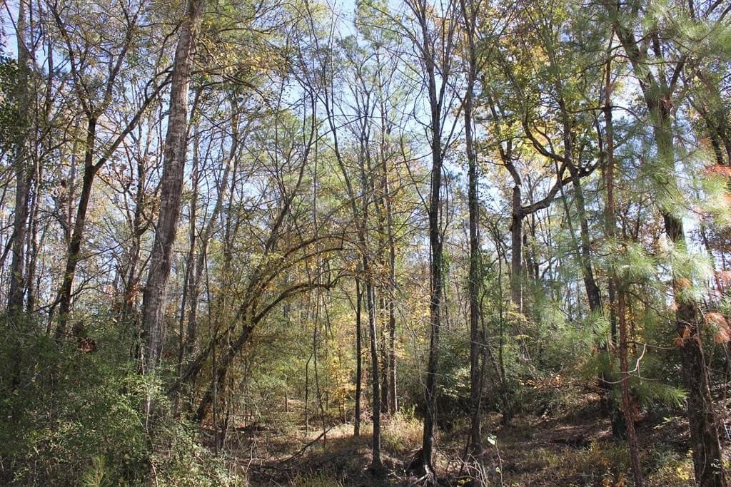 88 acres in Texas County - photo 18