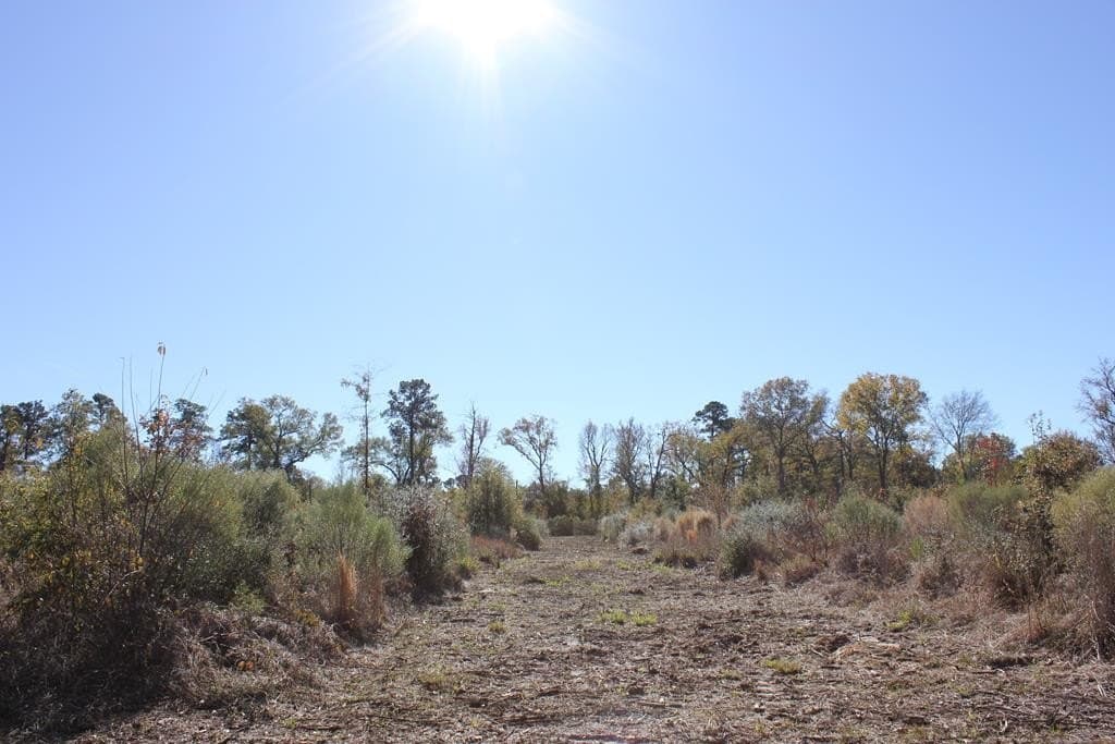 88 acres in Texas County - photo 4