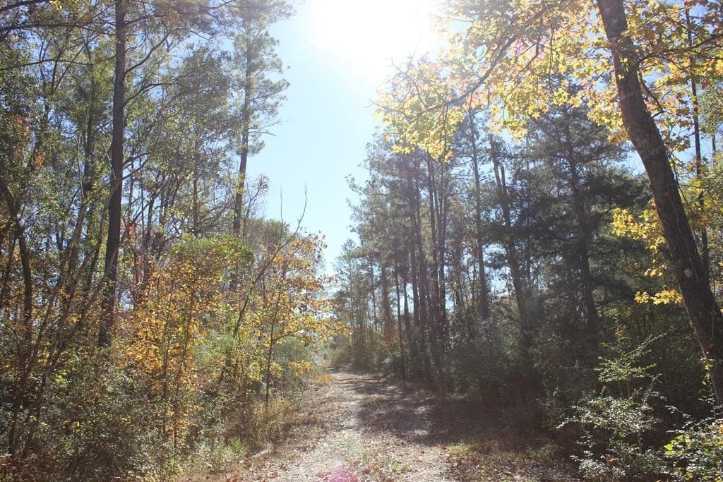 88 acres in Texas County - photo 3