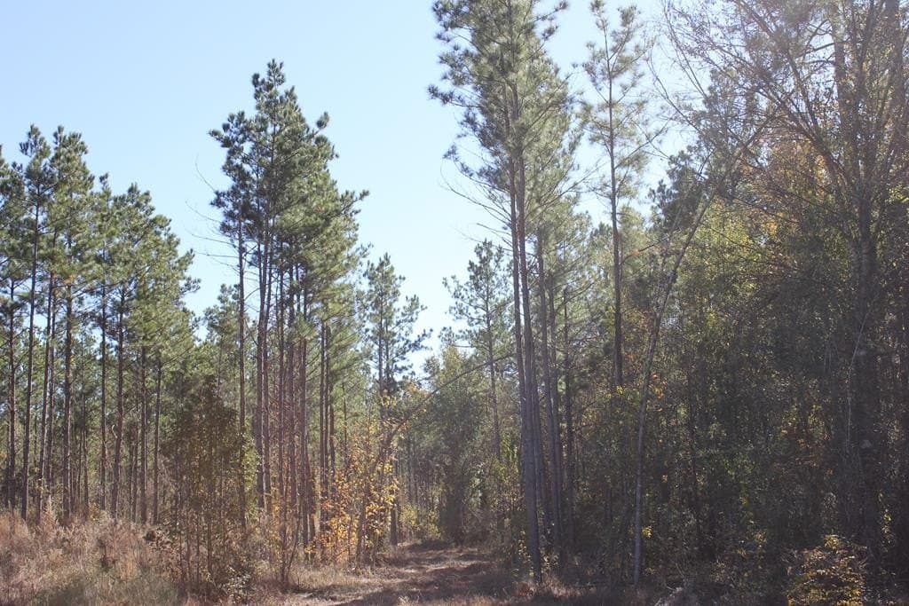 88 acres in Texas County - photo 23