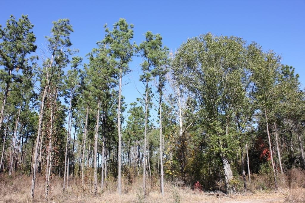 88 acres in Texas County - photo 10
