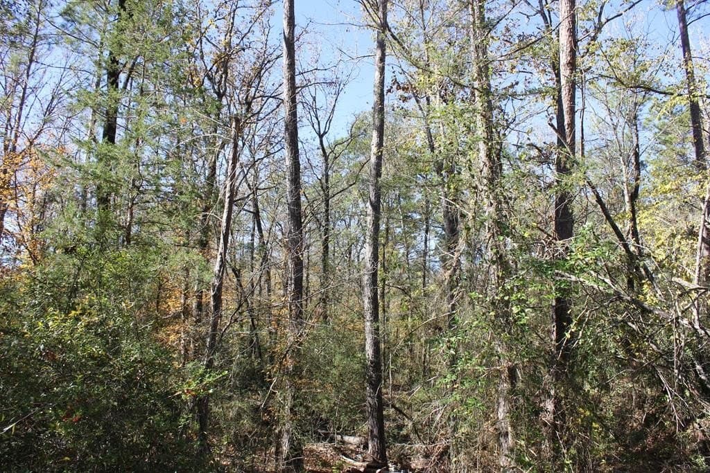 88 acres in Texas County - photo 24