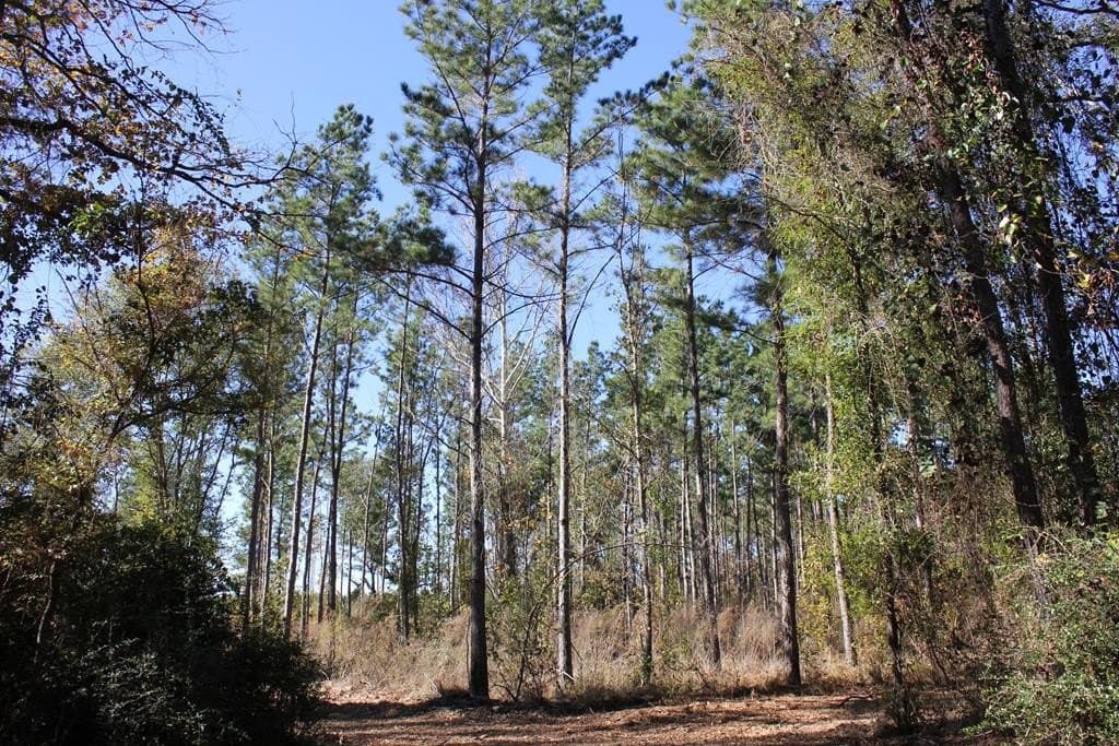 88 acres in Texas County - photo 12