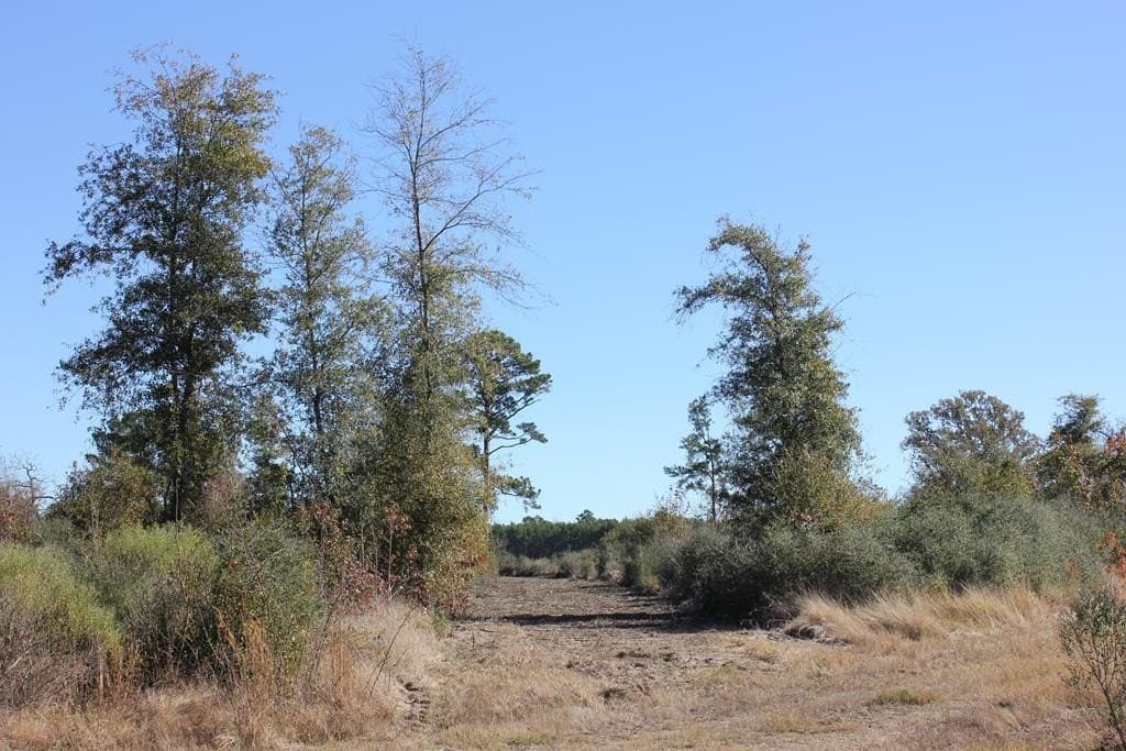 88 acres in Texas County - photo 5
