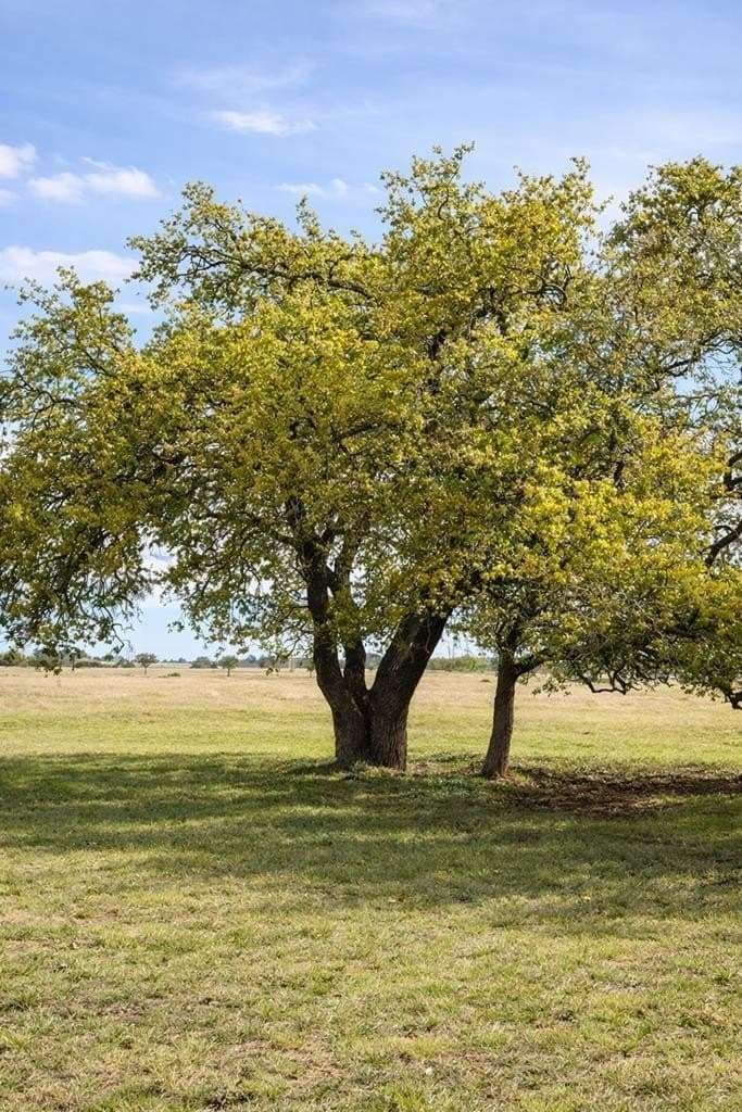 10.12 acres in Gillespie County featured view