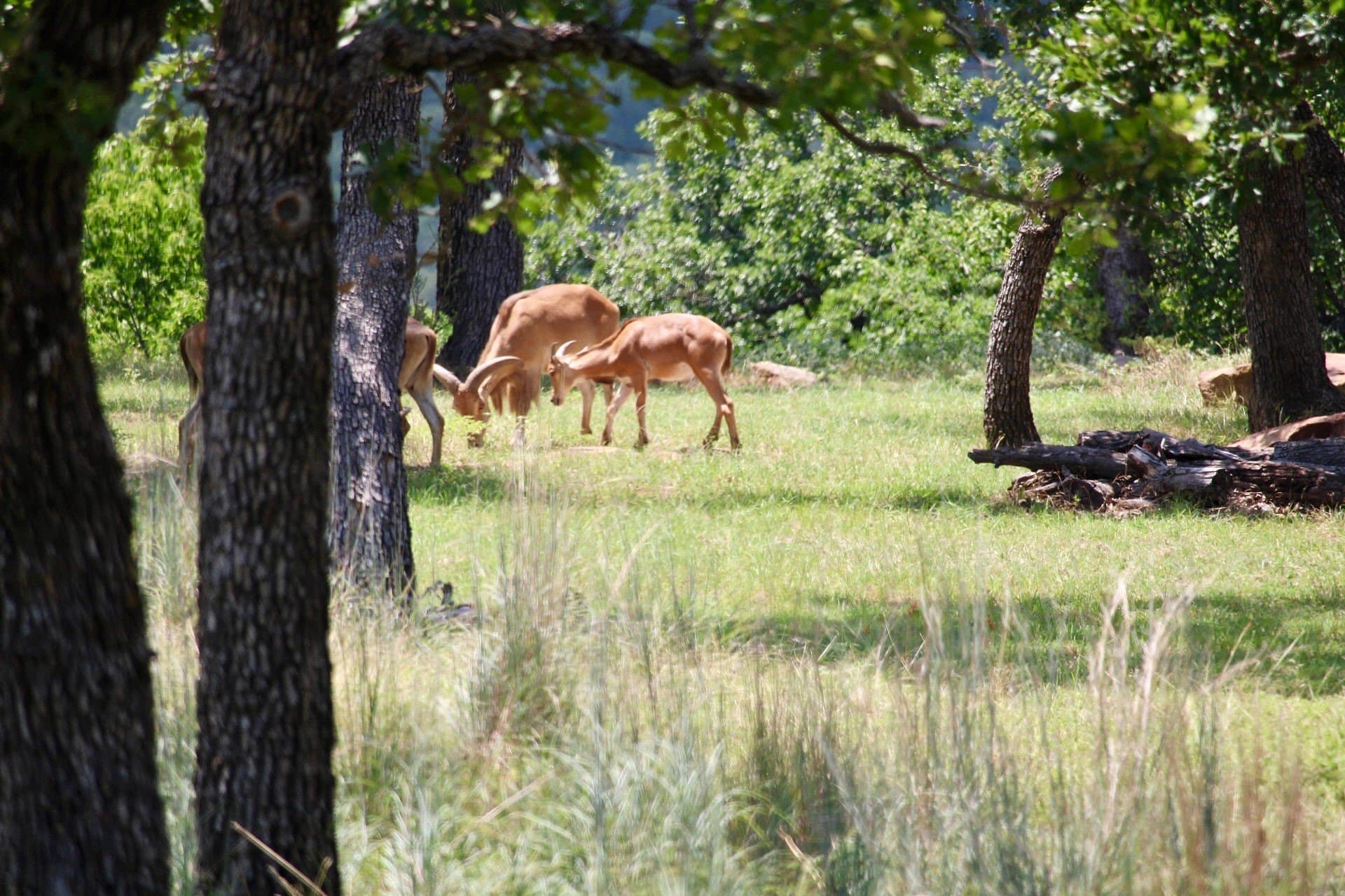 4.85 acres in Palo Pinto County - photo 13