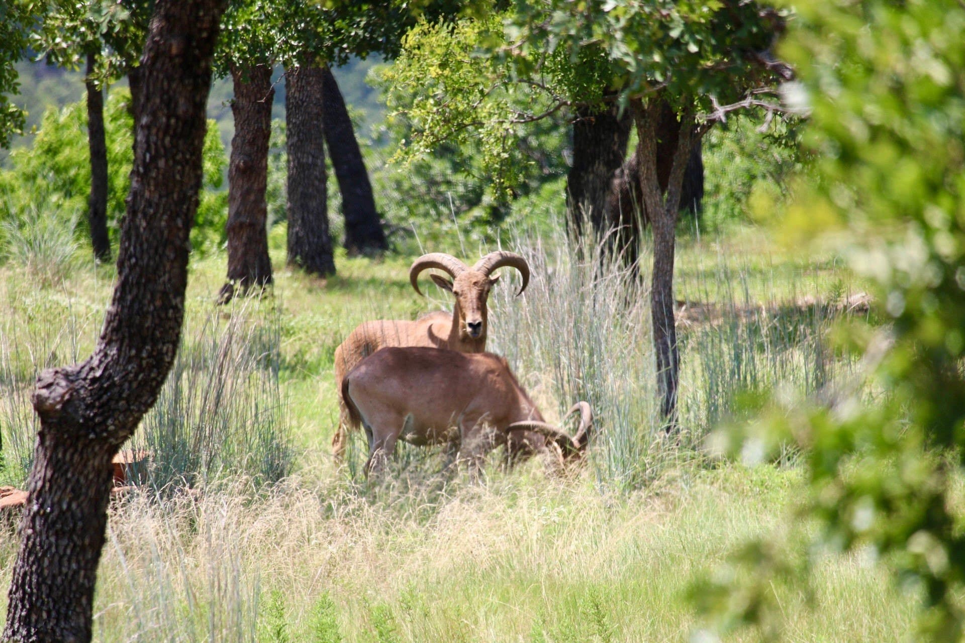 4.85 acres in Palo Pinto County - photo 8