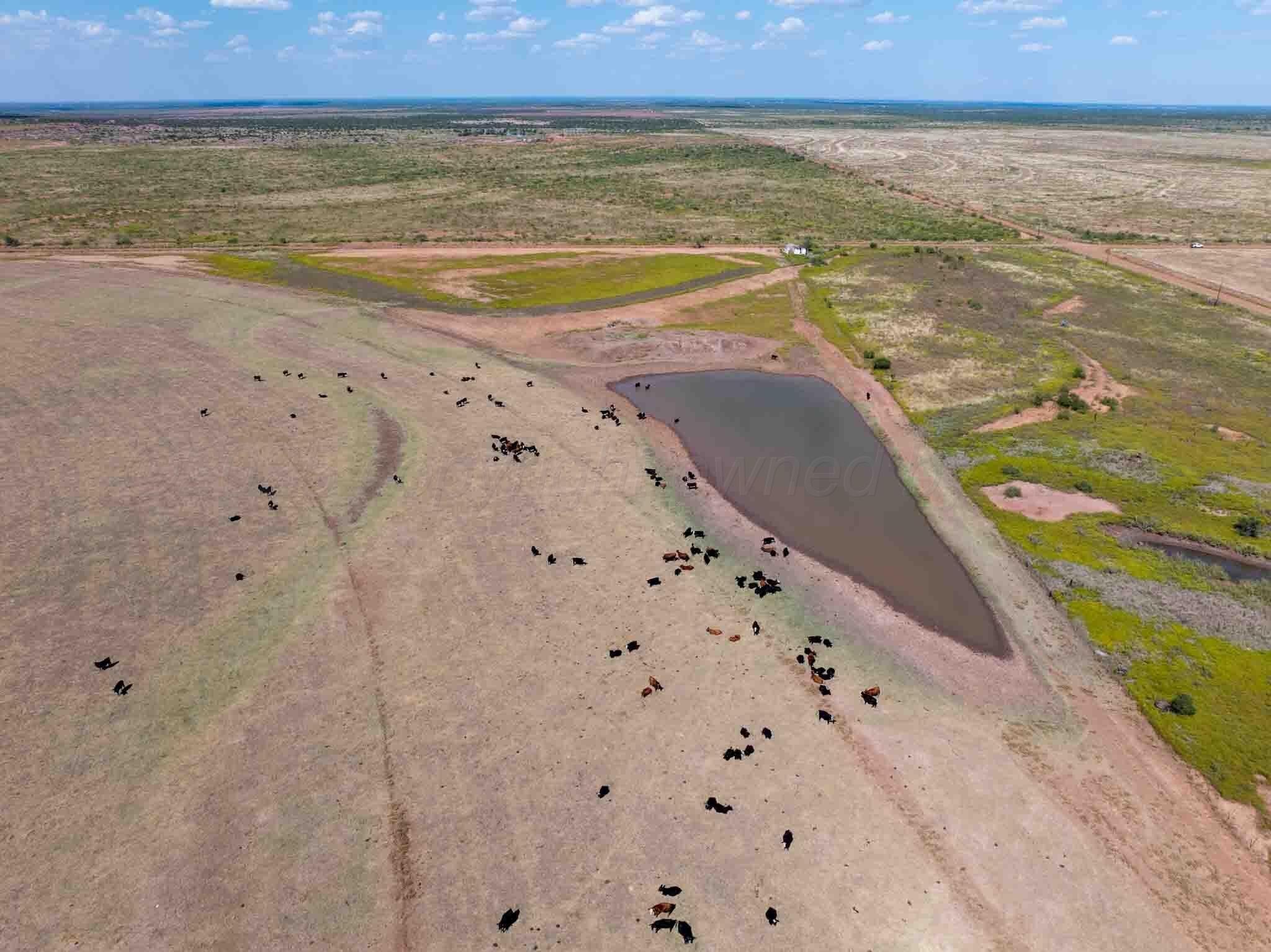 541.5 acres in Cottle County gallery image 4