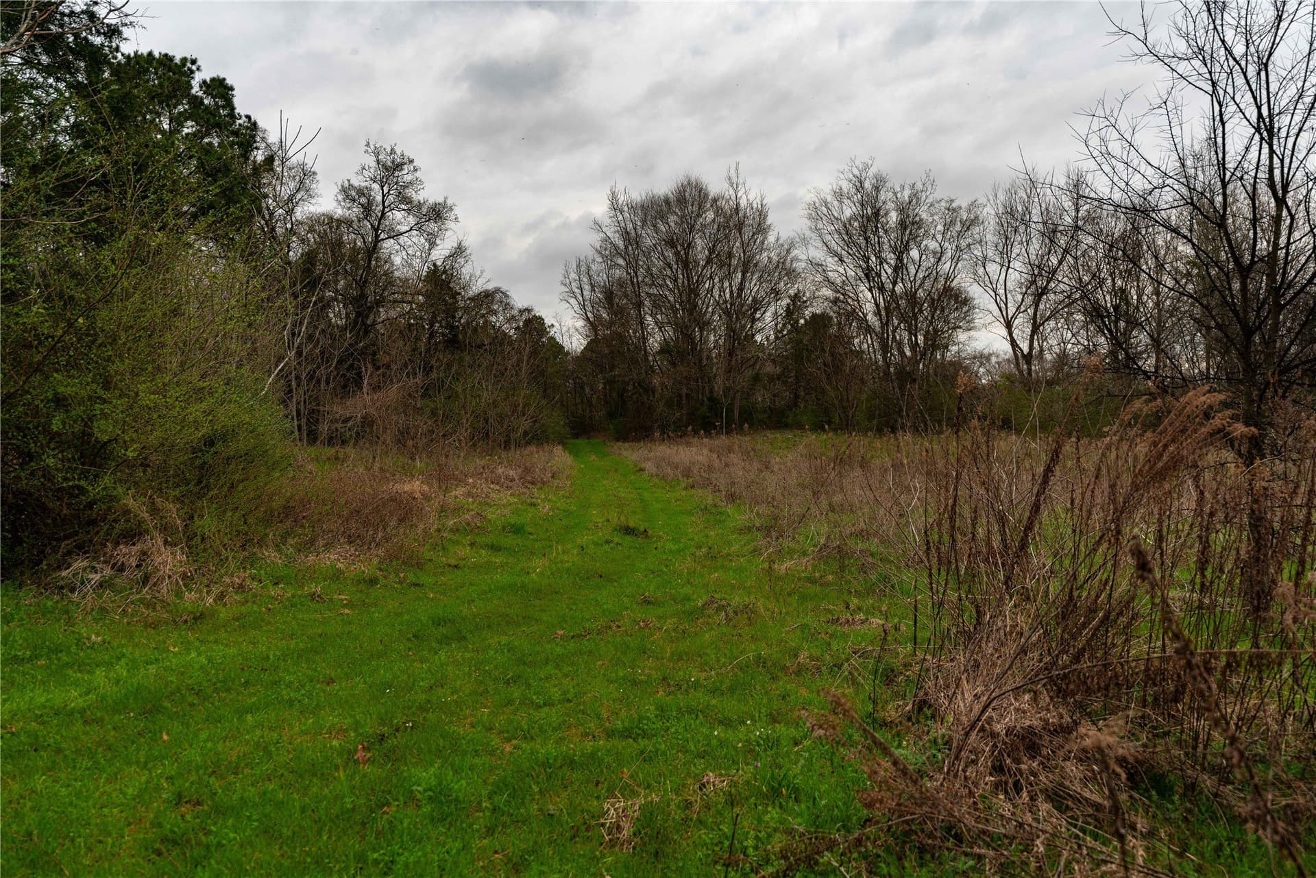 124.91 acres in Titus County - photo 14