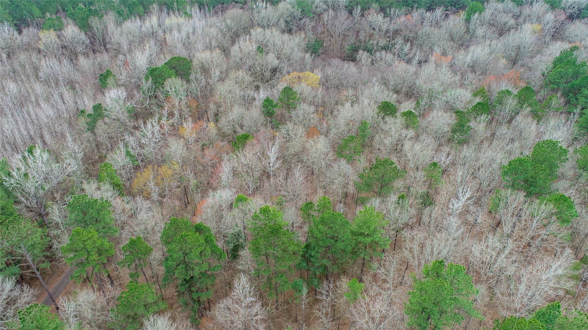 124.91 acres in Titus County - photo 12