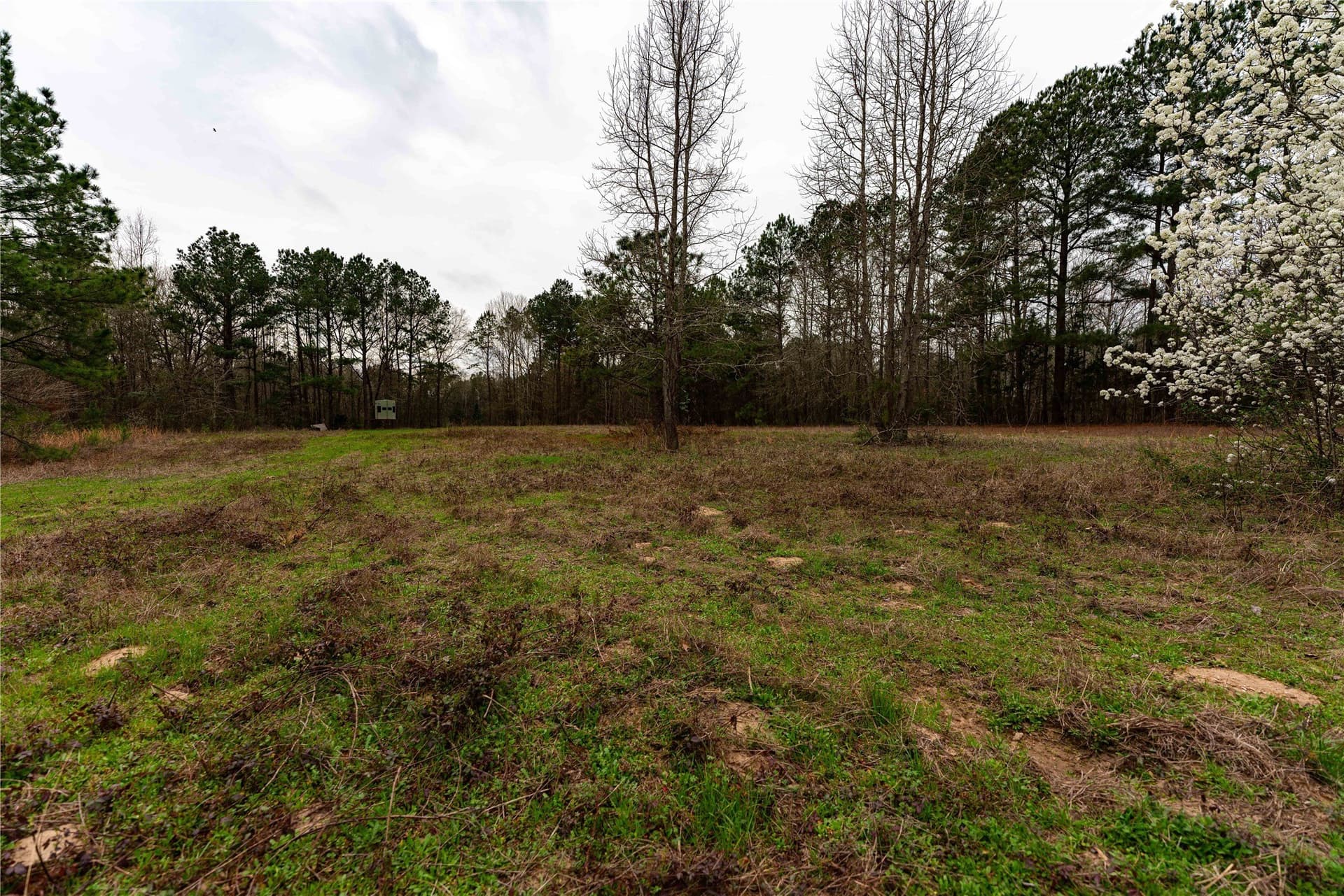 124.91 acres in Titus County - photo 13