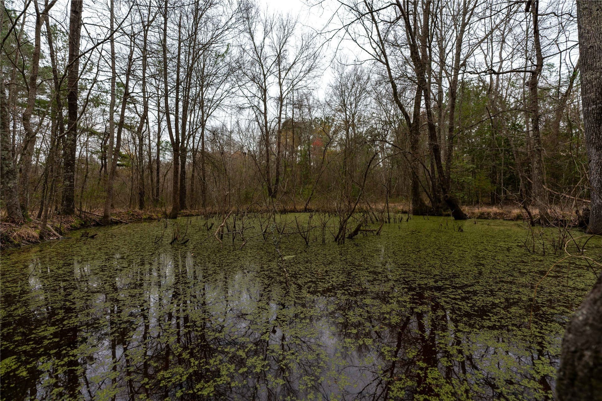 124.91 acres in Titus County gallery image 4