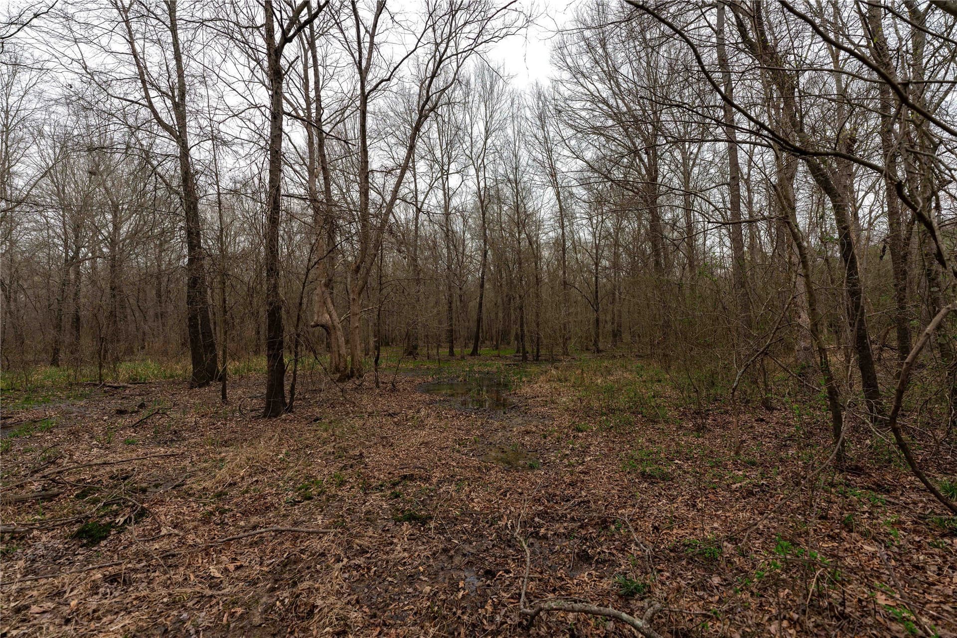 124.91 acres in Titus County - photo 15