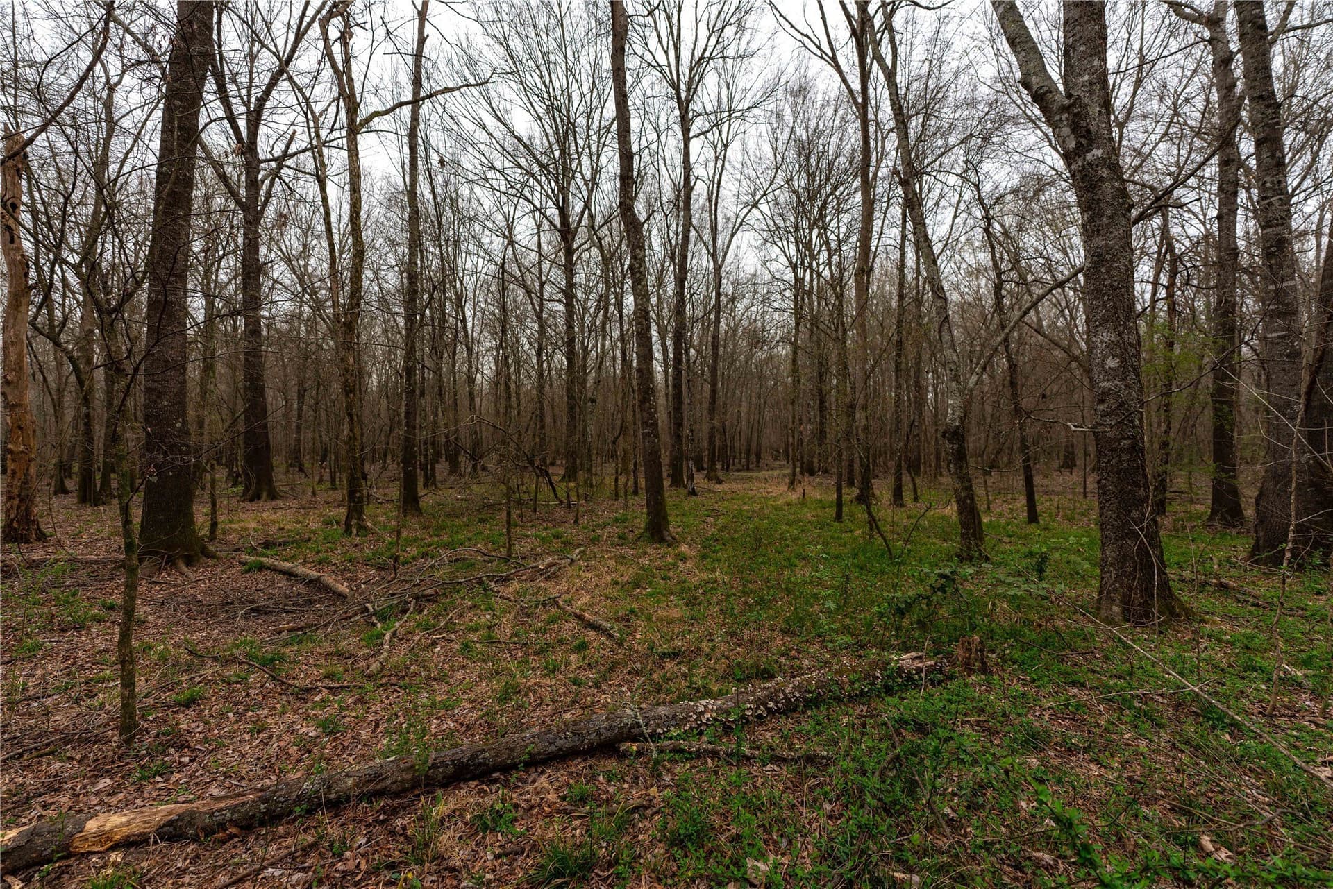 124.91 acres in Titus County - photo 16