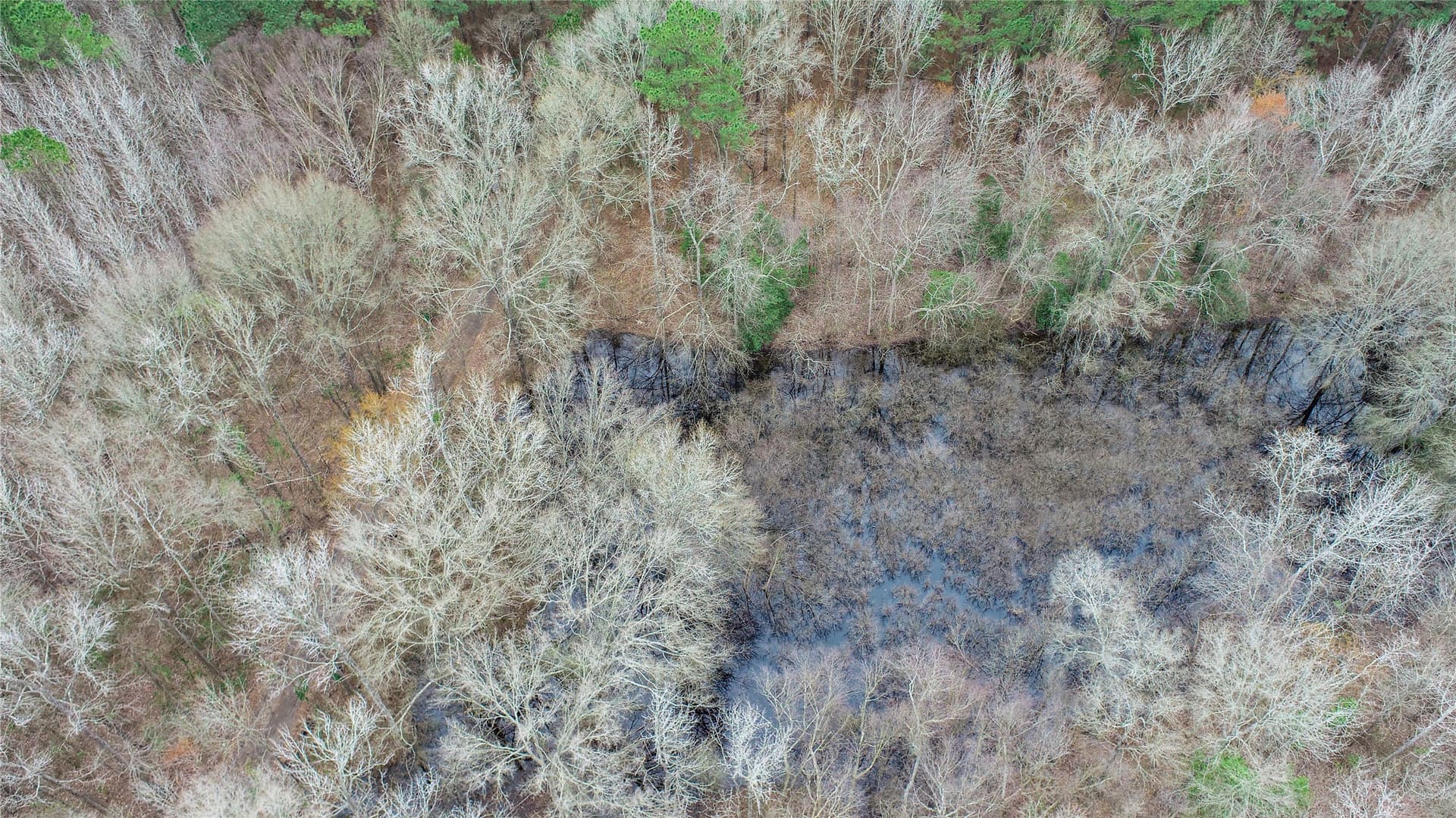 124.91 acres in Titus County - photo 9