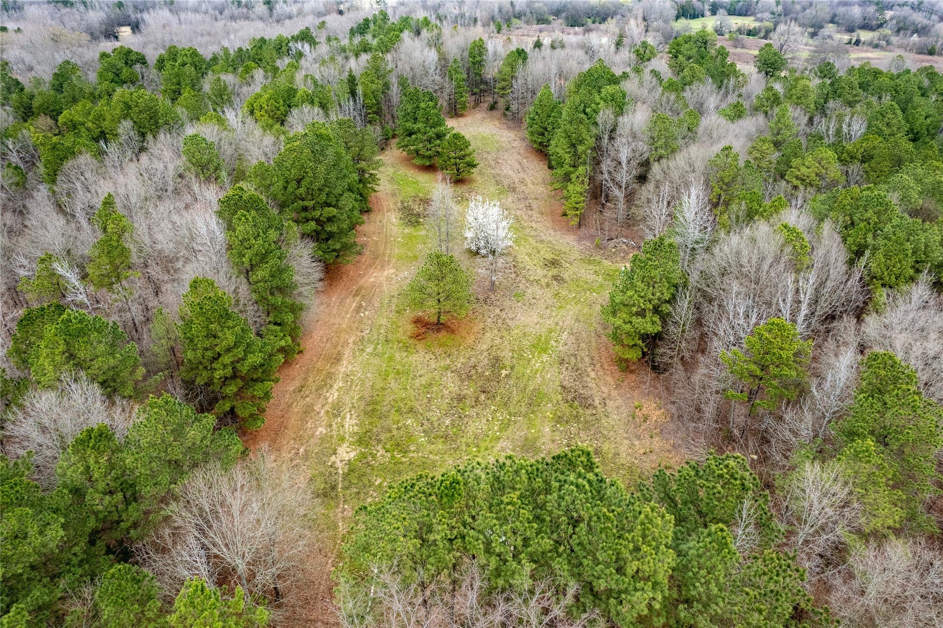 124.91 acres in Titus County - photo 8