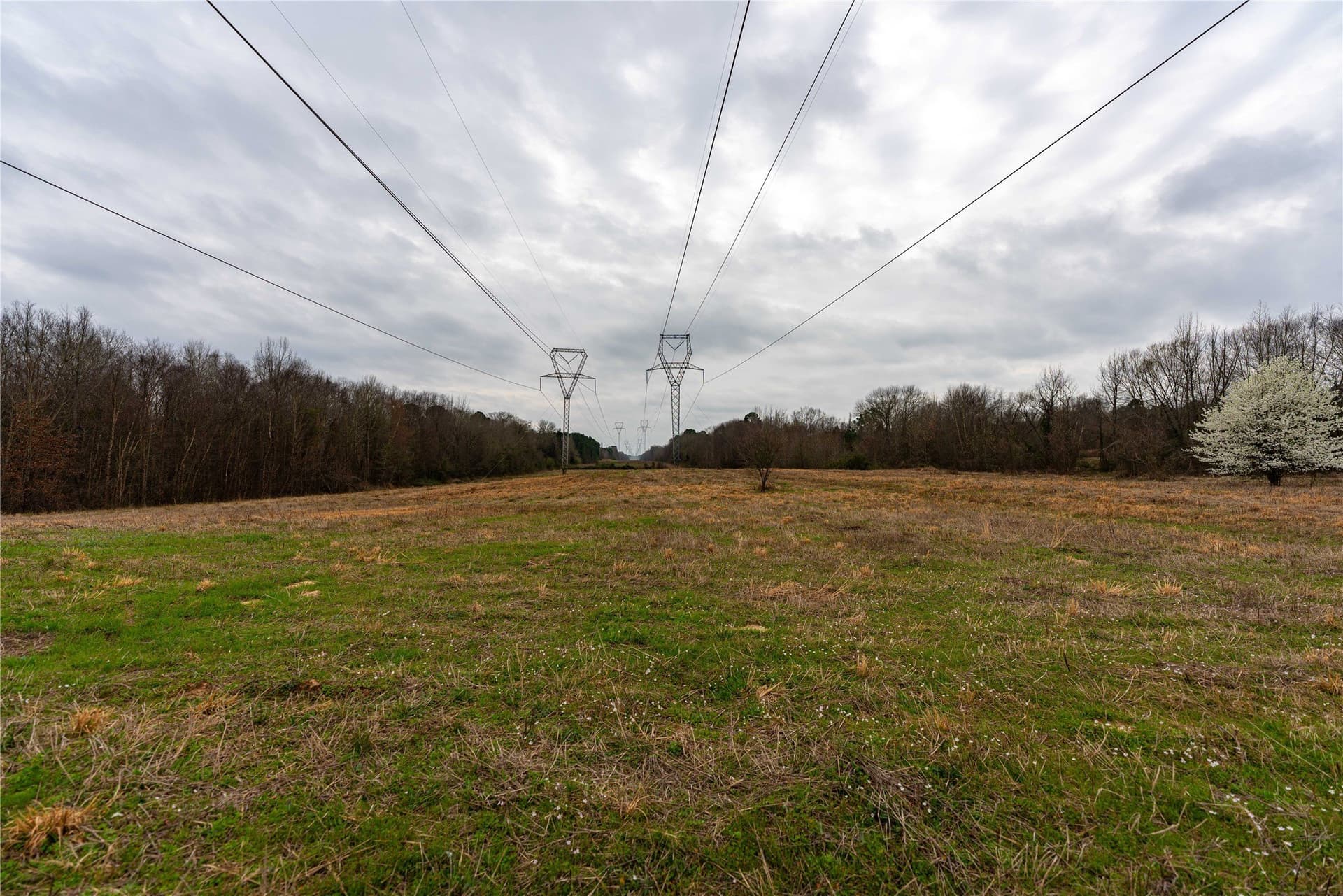 124.91 acres in Titus County gallery image 3
