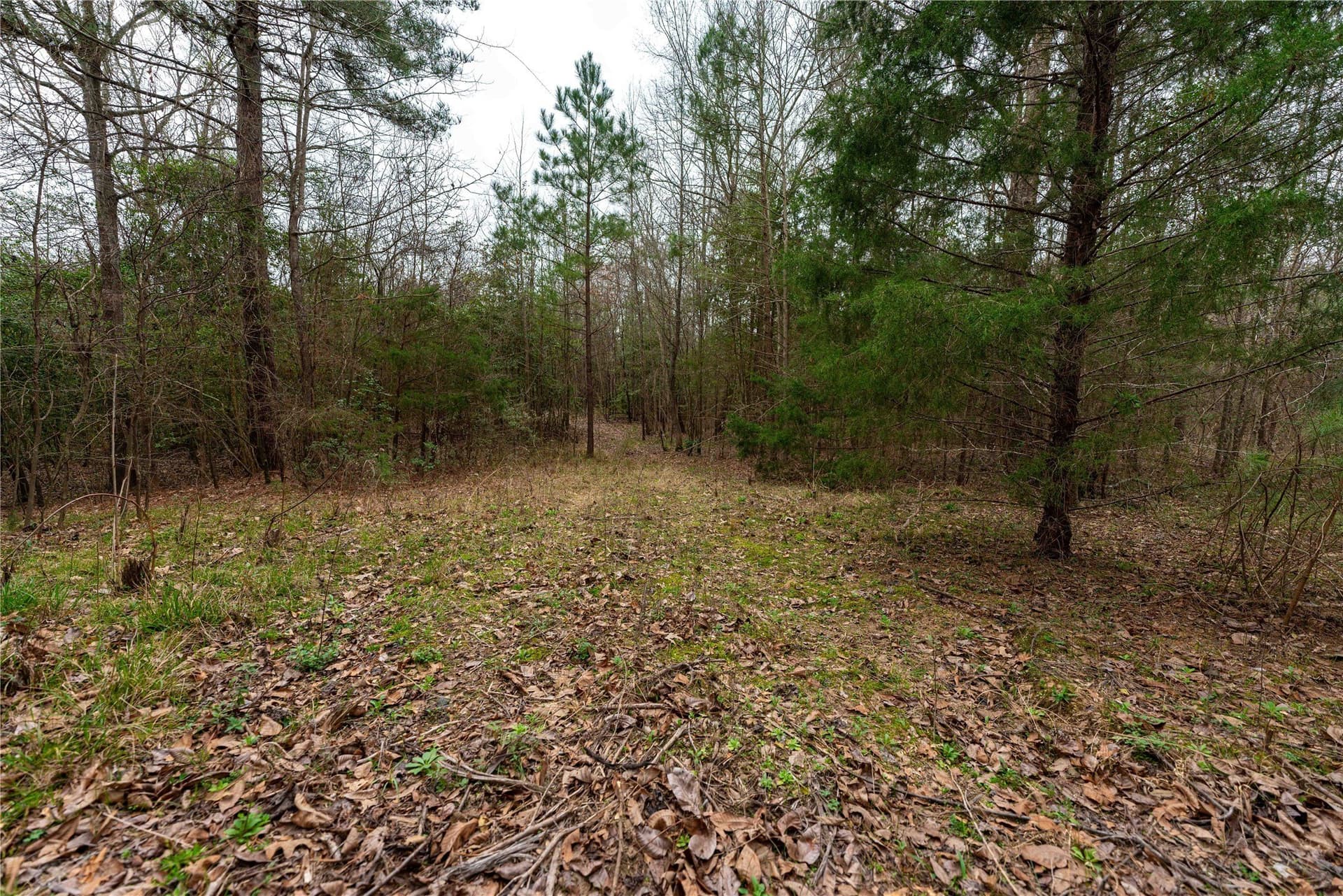 124.91 acres in Titus County - photo 17