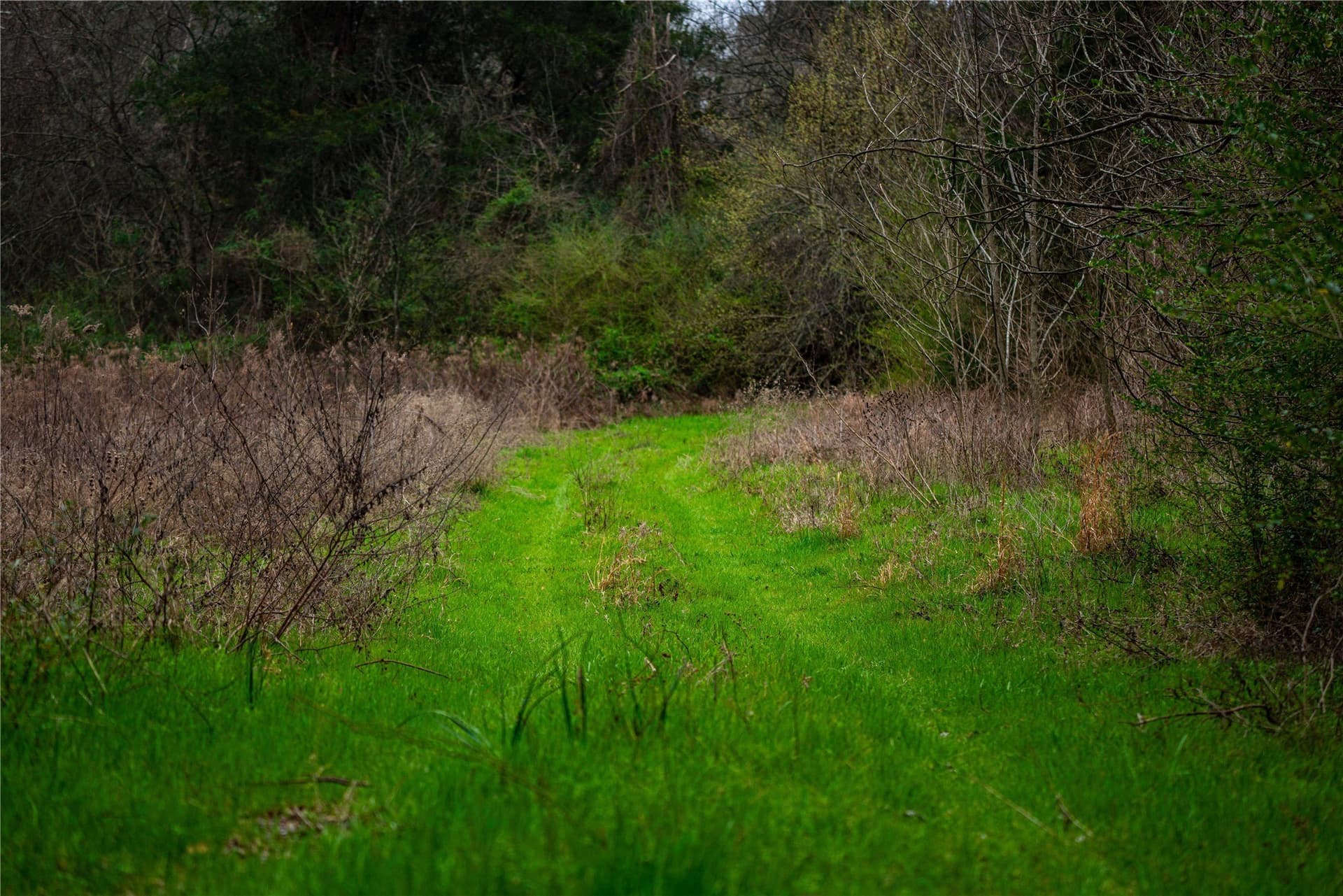 124.91 acres in Titus County - photo 20