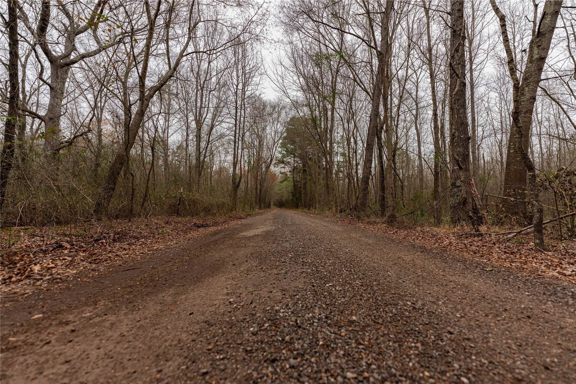 124.91 acres in Titus County - photo 22