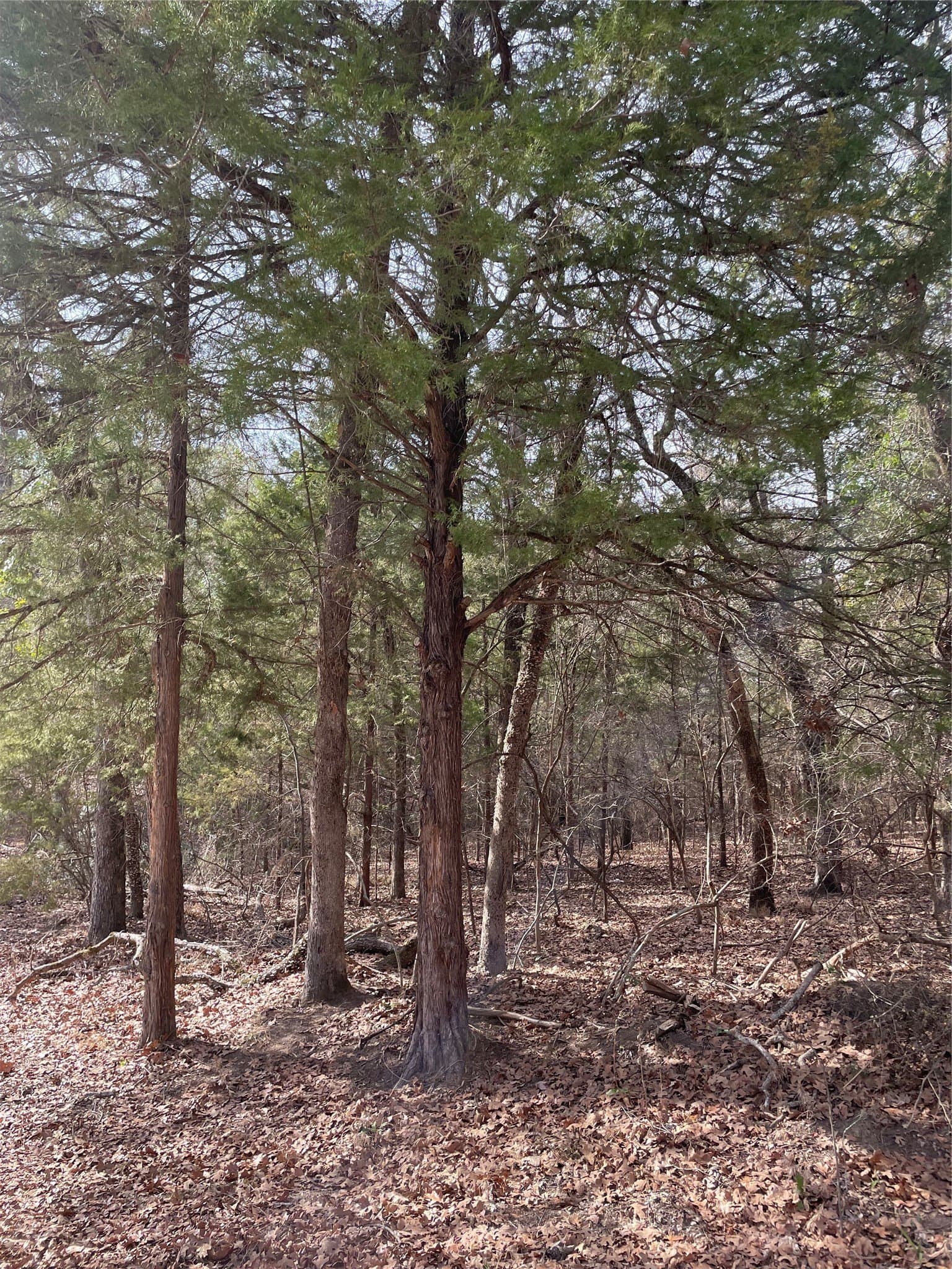 0.66 acres in Van Zandt County gallery image 4