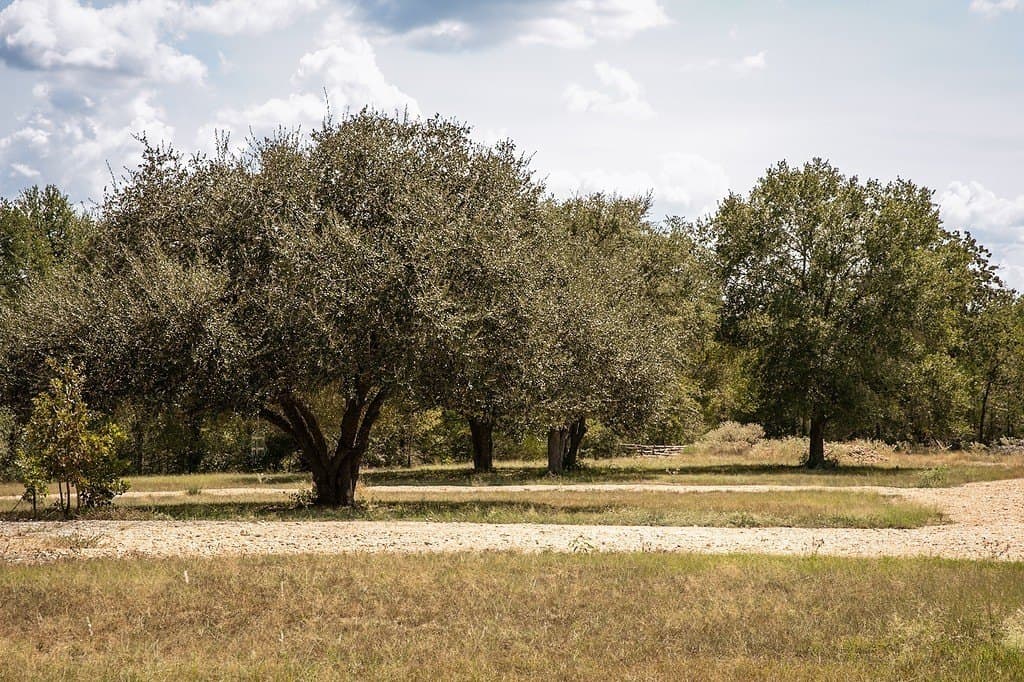 3.27 acres in Lee County - photo 4