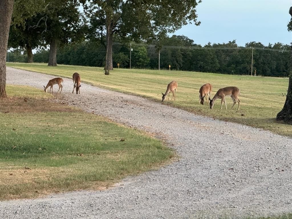 12.28 acres in Henderson County gallery image 3