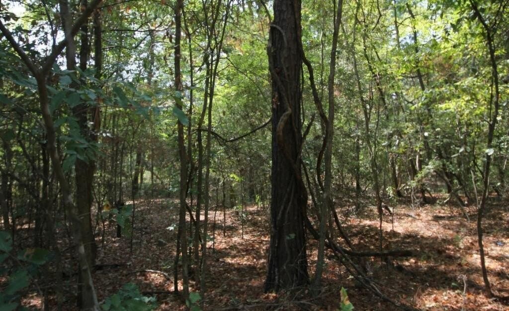 0.54 acres in Texas County - photo 3