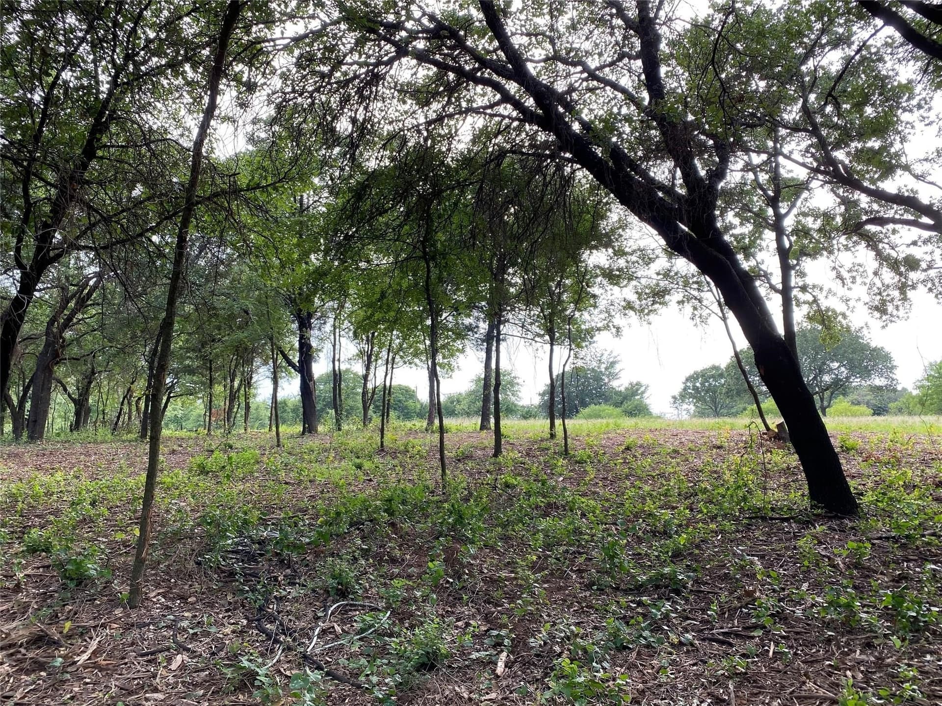 22.79 acres in Denton County - photo 10