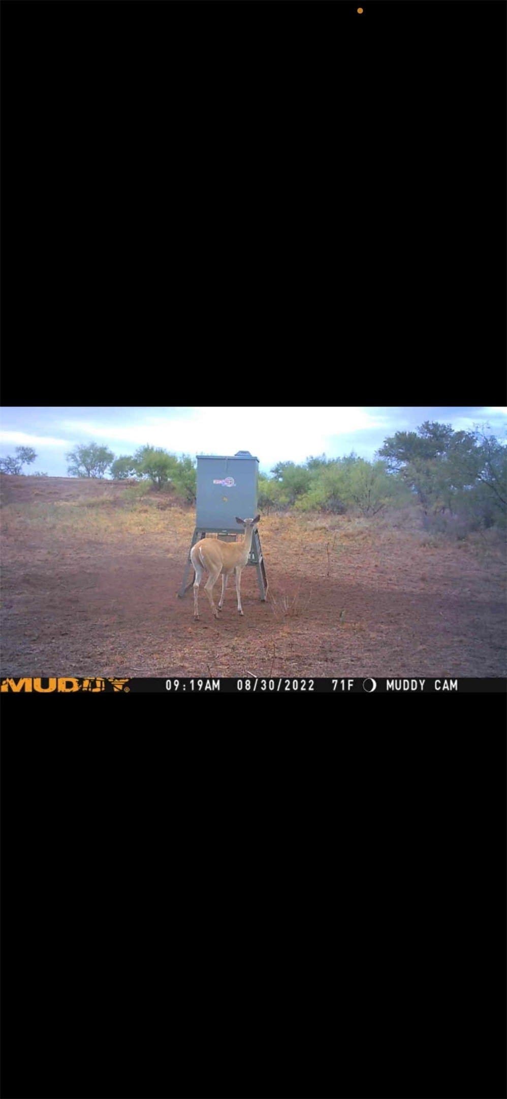 35 acres in Coke County - photo 10