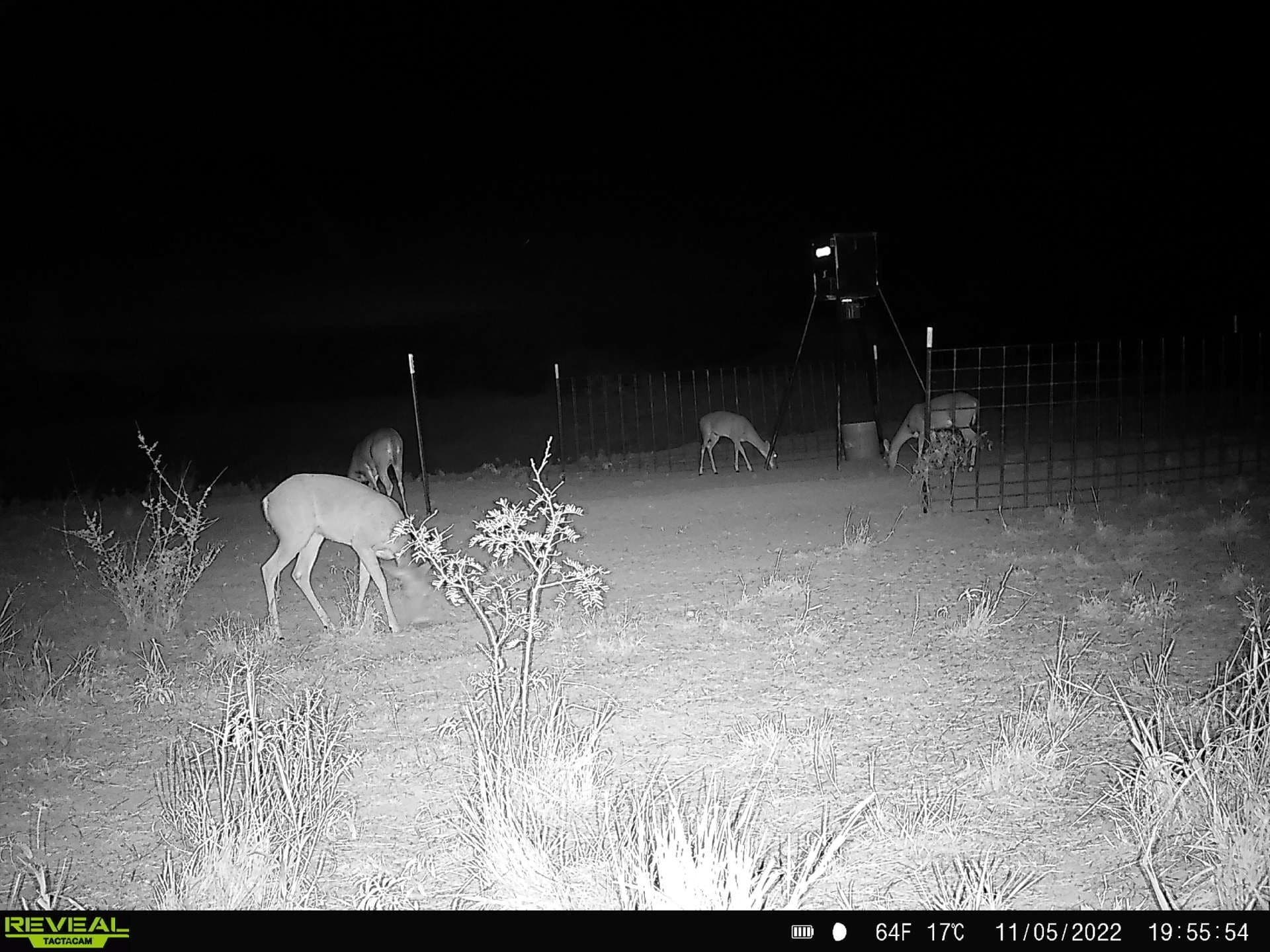 35 acres in Coke County - photo 5