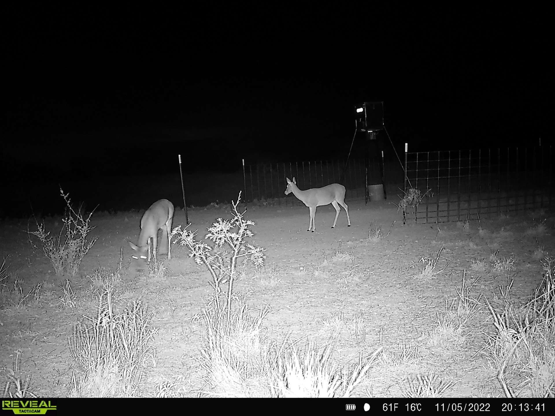 35 acres in Coke County - photo 3
