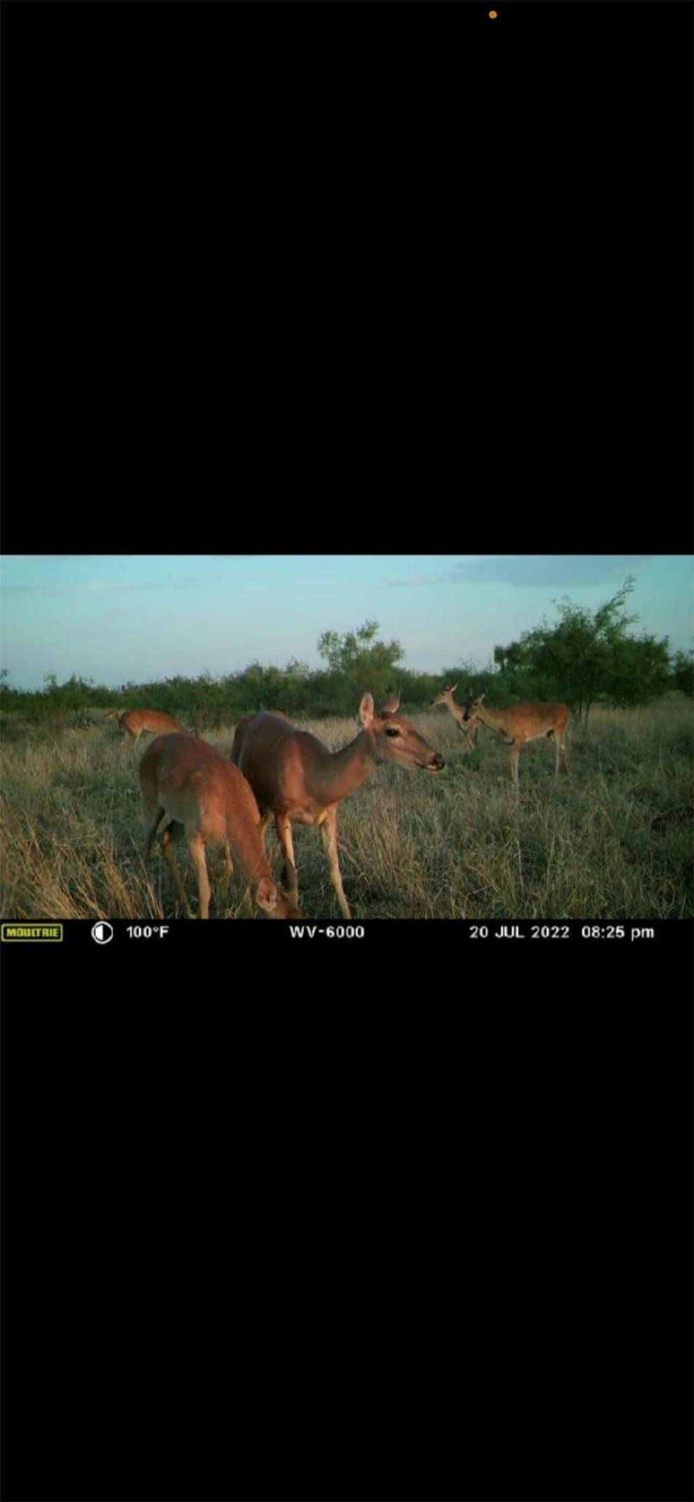 35 acres in Coke County - photo 9