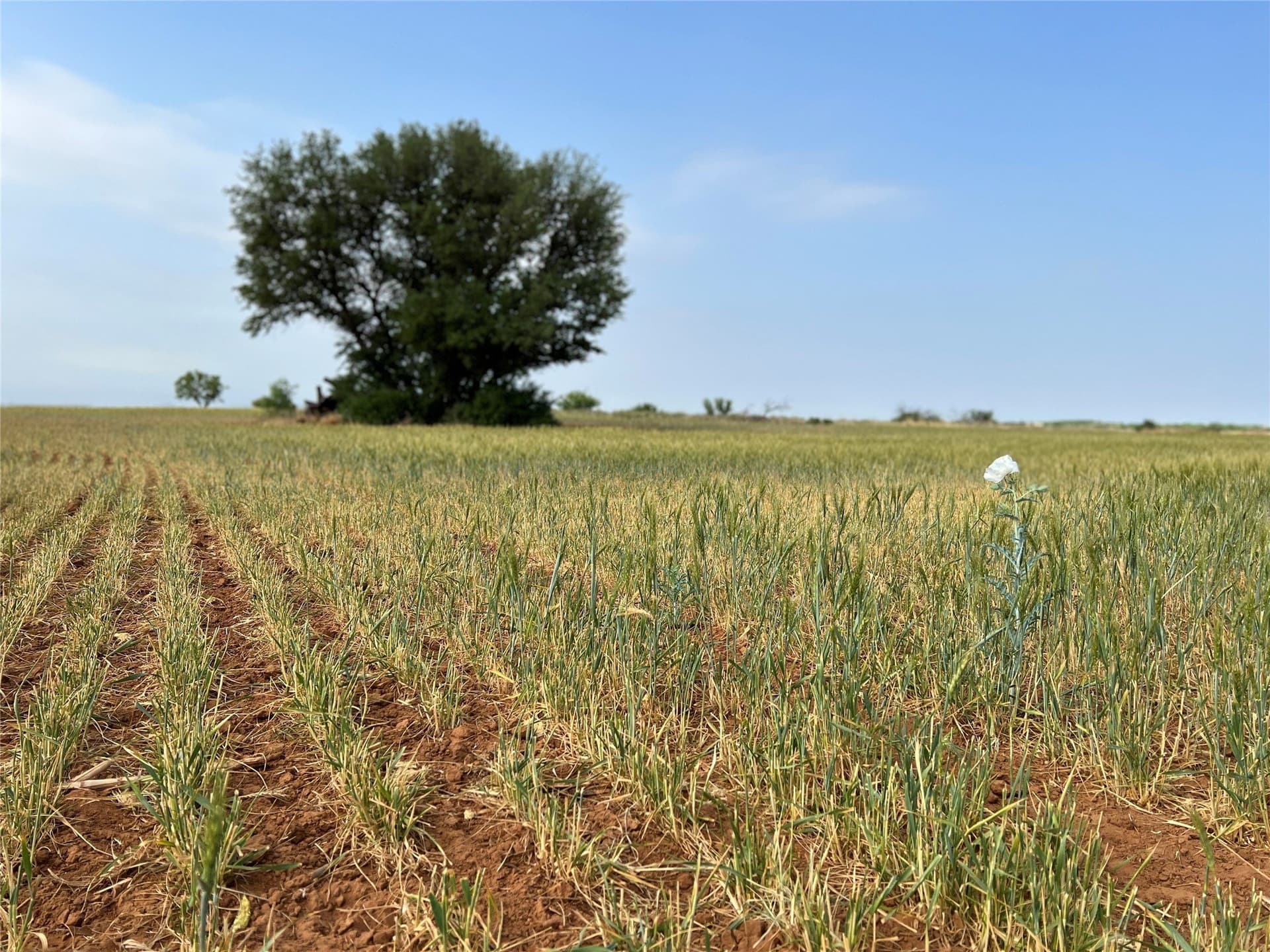 35 acres in Coke County - photo 13