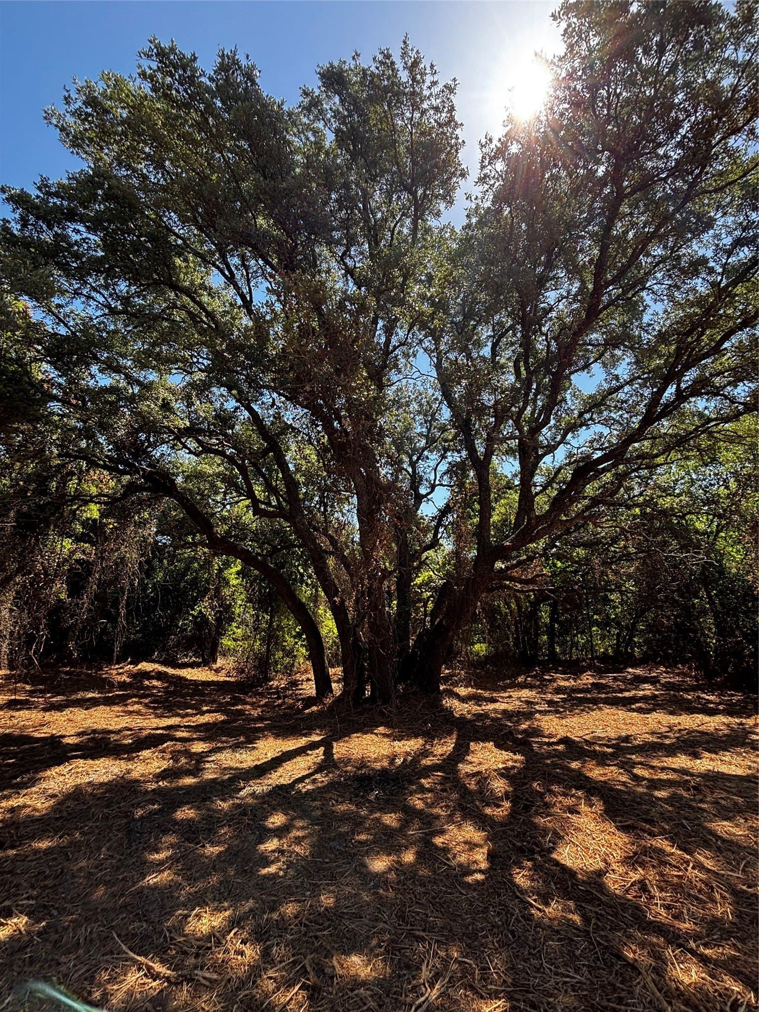 30.8 acres in Erath County - photo 18
