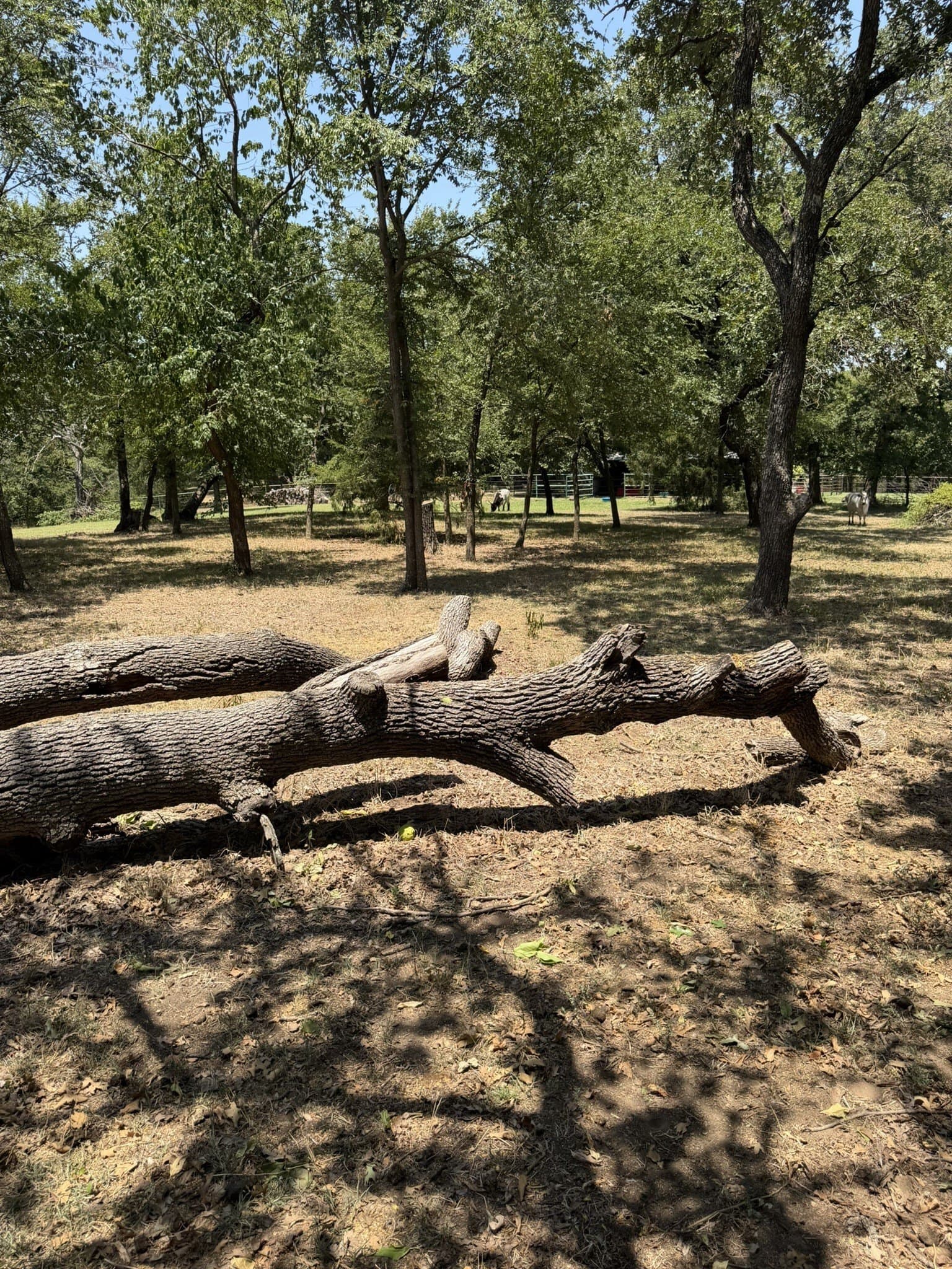 2.1 acres in Denton County - photo 4